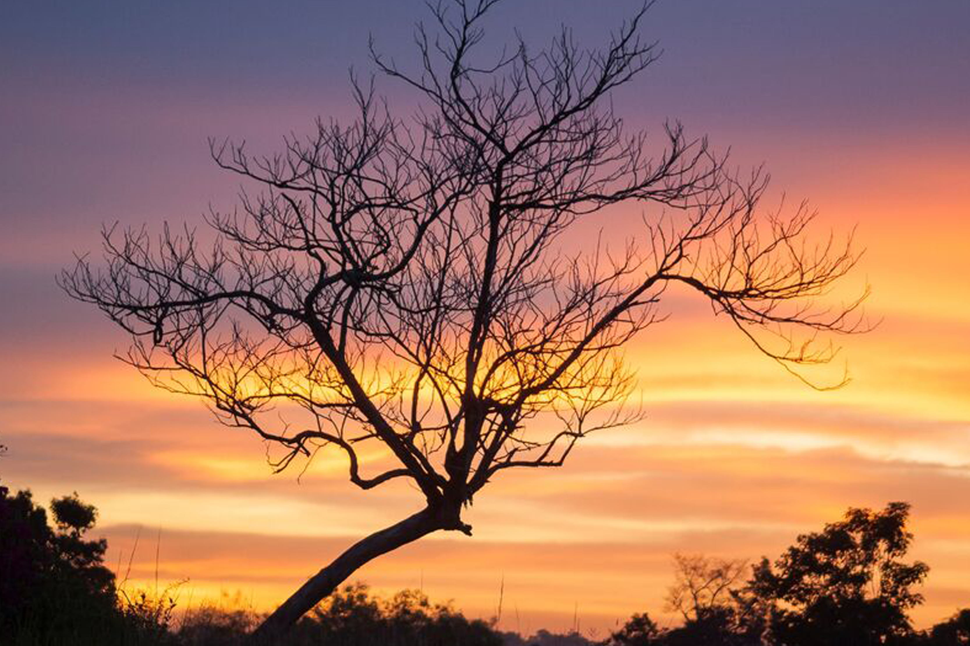 Árbol Seco